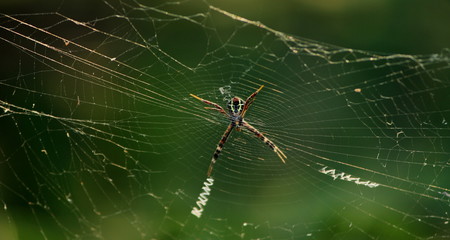 Spider & the web