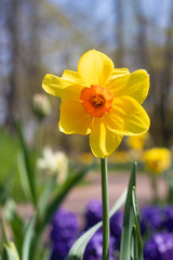 Spring flowers yellow daffodils. beautiful yellow flowers.