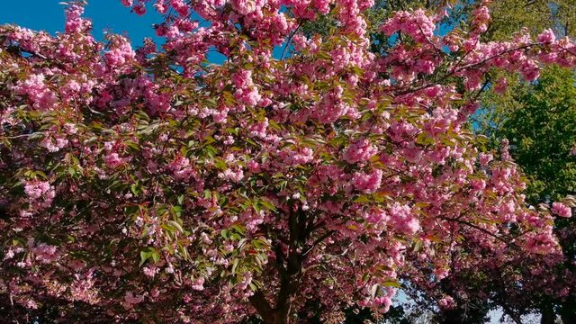 Flores de color Rosa en Primavera. Cerezos japoneses (Prunus serrulata)