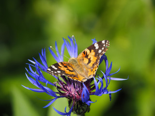 Vanessa cardui on flower of Centaurea montana closeup
