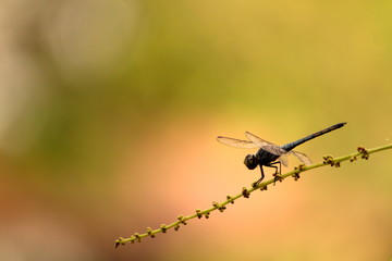 Dragonfly about to take-off