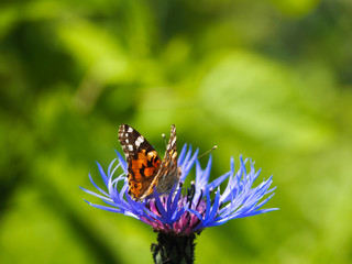 Butterfly Vanessa cardui on the mountain cornflower