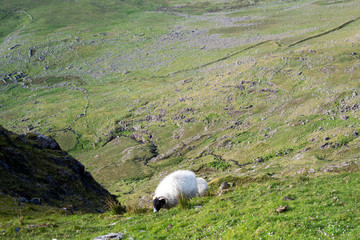 sheep at a scenic view