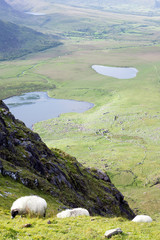 sheep herd at a scenic view