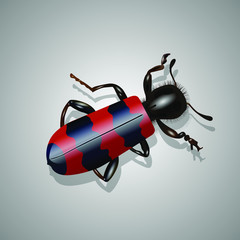 Realistic red and black beetle
