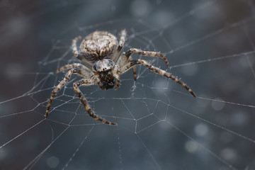 A bright spider sits in the center of the web waiting for its prey. Macro, selective focus