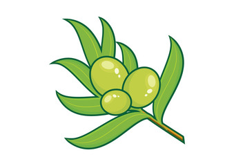 Green Olive Branch vector. Green olives vector illustration. Green olives isolated on a white background. Olive icon vector