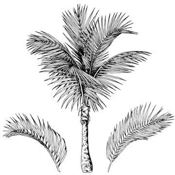 Tropical palm tree and branches. Black and white vector. Hand drawn illustration.