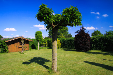 Fototapeta na wymiar Panoramic view on german garden with green lawn, plane tree, beech hedge and old wooden hut against blue sky