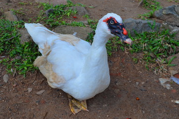 duck on the lake in Kandy