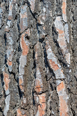 Rinde eines Pinienbaumes