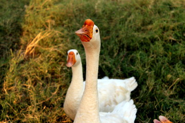 Goose at the lake garden