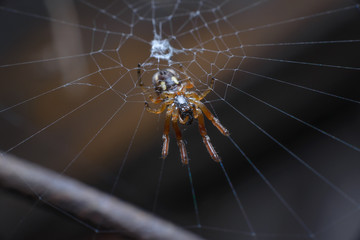 A tiny spider sits in the center of the web. Macro, selective focus
