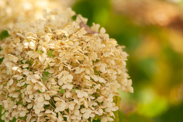 Dried Hydrangea Closeup