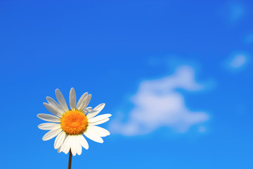 Daisy single flower (chamomile) isolated on blue sky background. Copy space.