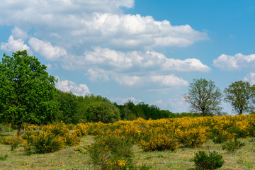 Fototapeta premium Ginsterblüte im Naturschutzgebiet Ferbitzer Bruch in Brandenburg Deutschland