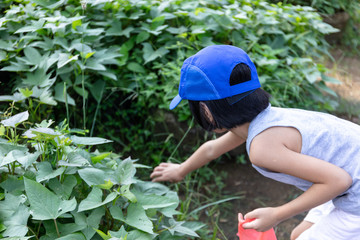 Asian Chinese Little Girl playing at organic farm