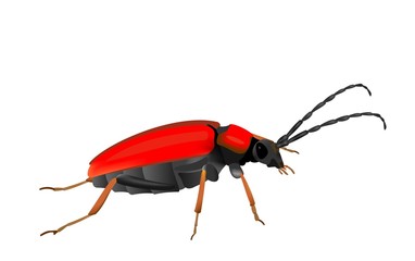 Illustration of a Red-brown Longhorn Beetle, Stictoleptura rubra