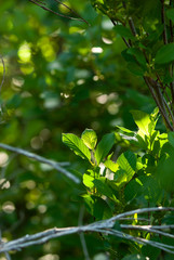 Fototapeta na wymiar Glowing Tree Leaves
