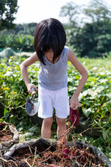 Fototapeta premium Asian Chinese Little Girl digging purple potato in organic farm