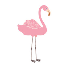 pink flemish in white background