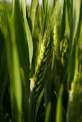 An unripe spike of wheat
