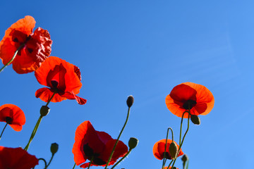 Obraz premium Closeup of colorful flowers seen from below with the blue sky as background