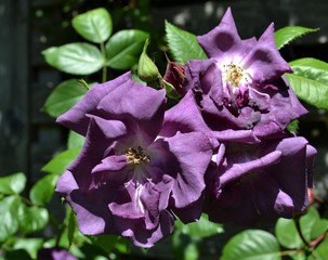 Blaue Rose