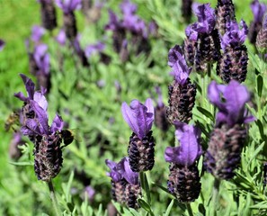 Lavendel