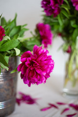 Pink peony on the table