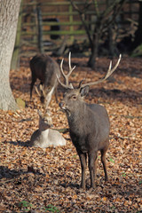 Hirsch