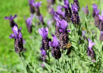 Schopflavendel