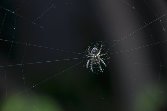 A tiny spider sits in the center of the web. Macro, selective focus
