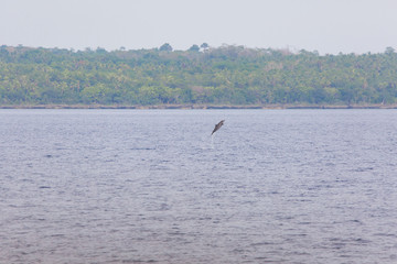 Naklejka premium Dolphin jumping at dolphin watching infron and island a wildlife scene full of lust for life vital and free