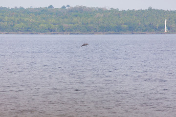 Dolphin jumping at dolphin watching infron and island a wildlife scene full of  lust for life vital and free