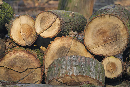 Holz