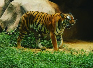 Tiger Roar