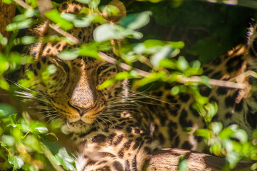 Impression of a resting leopard - Panthera pardus- resting behind bushes.
