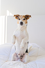 Closeup portrait of cute jack russell dog sit pretty on bed and looking at camera on white duvet in...