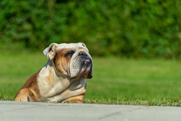 A powerful old English Bulldog male is lying on the grass in the sun squinting in pleasure. Behind a blurred background with green plants.