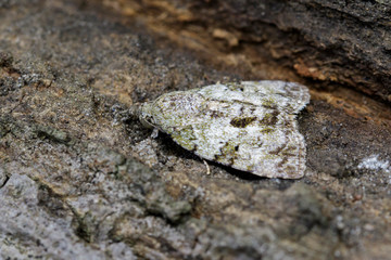 Image of Brown Moth (Nannoarctia tripartita) on tree. Insect. Animal.
