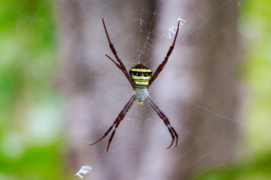 Image of multi-coloured argiope spider (Argiope pulchellla. ) in the net. Insect Animal