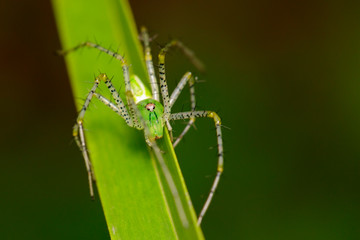 Image of Malagasy green lynx spider (Peucetia madagascariensis) on green leaf. Insect. Animal.