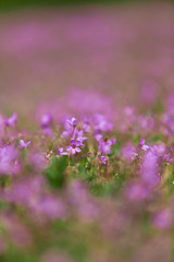 Many little violet Flowers on a Meadow in the Park, open Aperture, shallow Depth of Field
