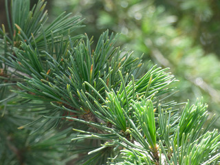 Hojas perenne de un árbol mediterráneo