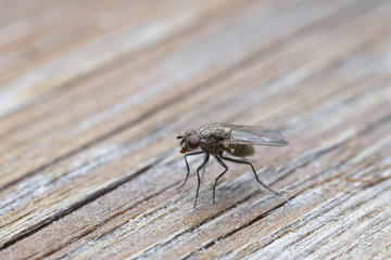 Tiny bright fly on light wooden background. Macro, selective focus