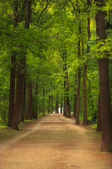 A Pathway with green Trees in Spring in the central Berlin Tiergarten Park