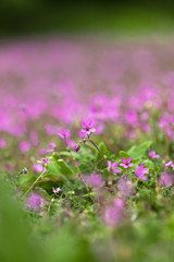 Obraz premium Many little violet Flowers on a Meadow in the Park, open Aperture, shallow Depth of Field