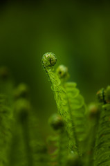 Close-up of young Fern Leafs outdoors in the Forest