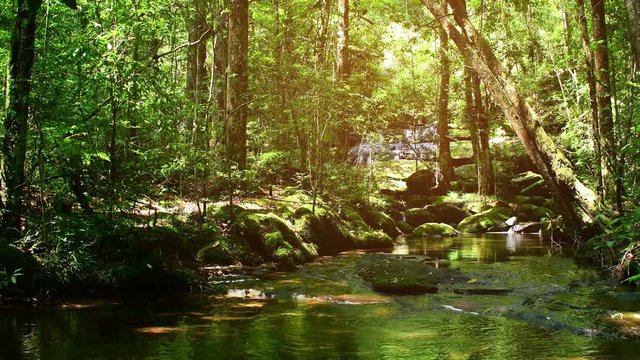 Small water stream in deep forest. Water stream and forest background with warm light tone.